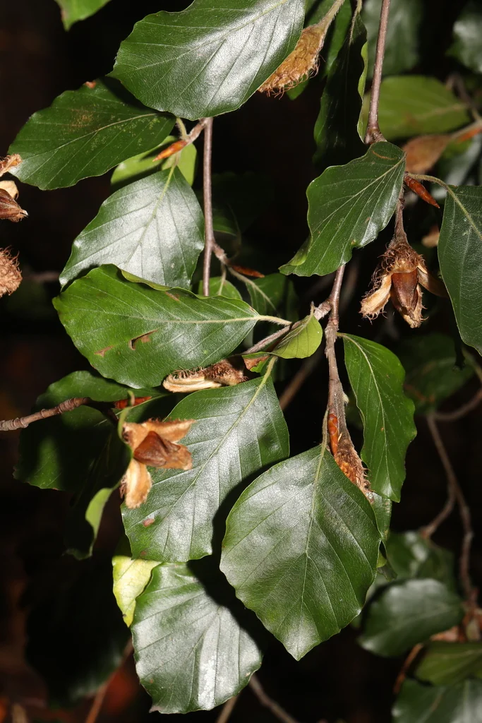 Fagus Sylvatica