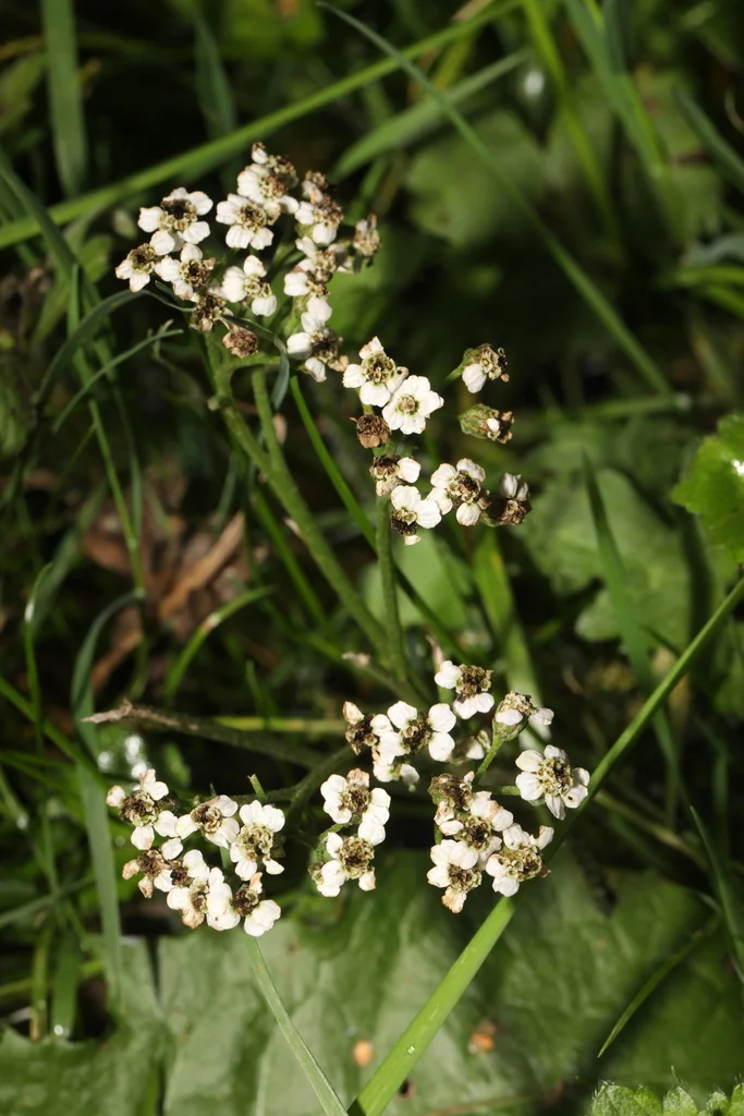 Achillea Millefolium