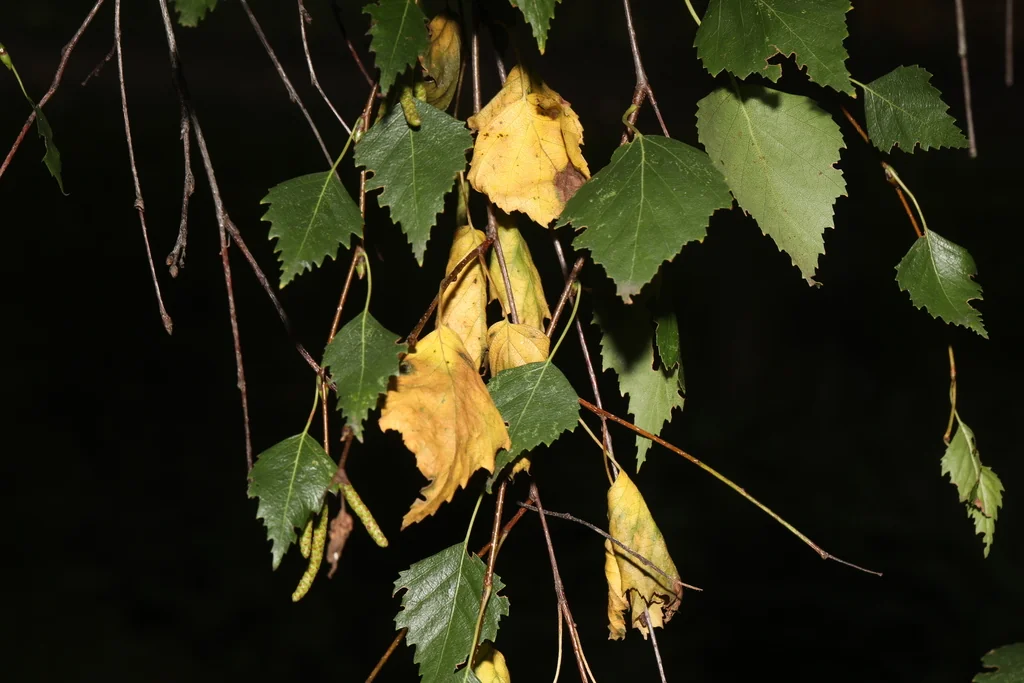 Betula Pendula