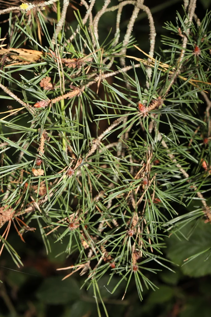 Pinus Sylvestris