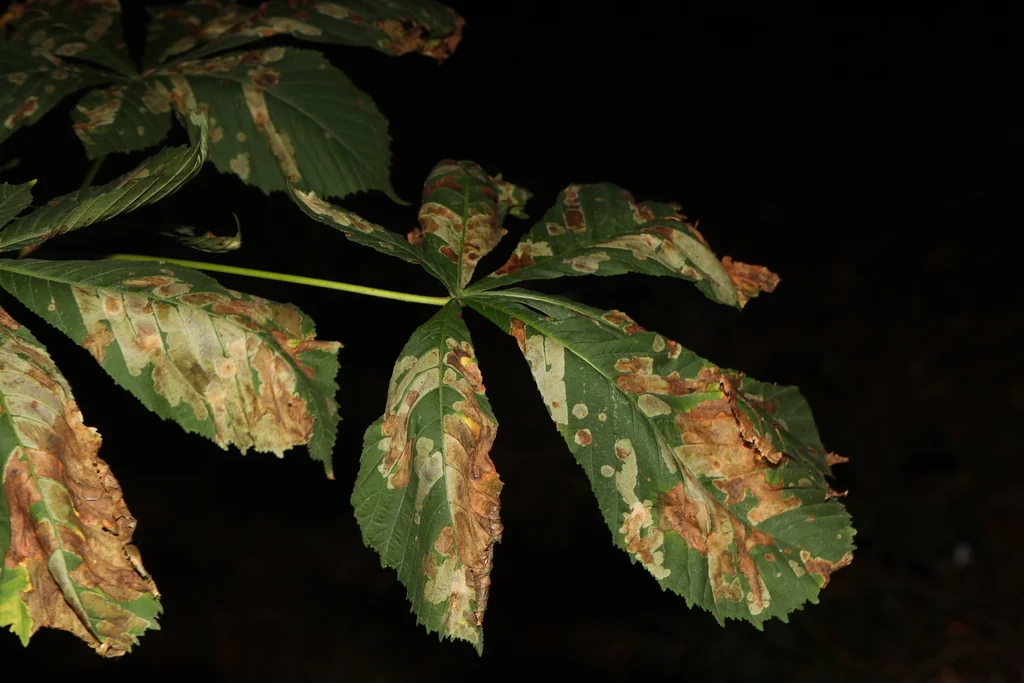 Aesculus Hippocastanum