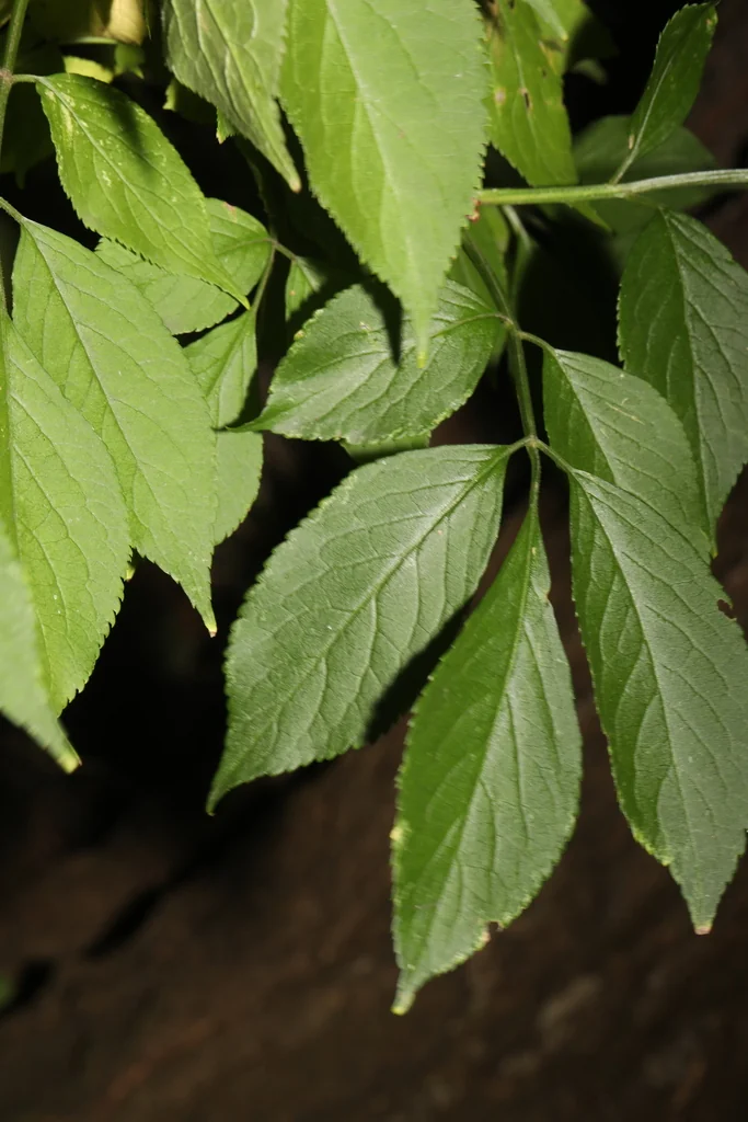 Sambucus nigra