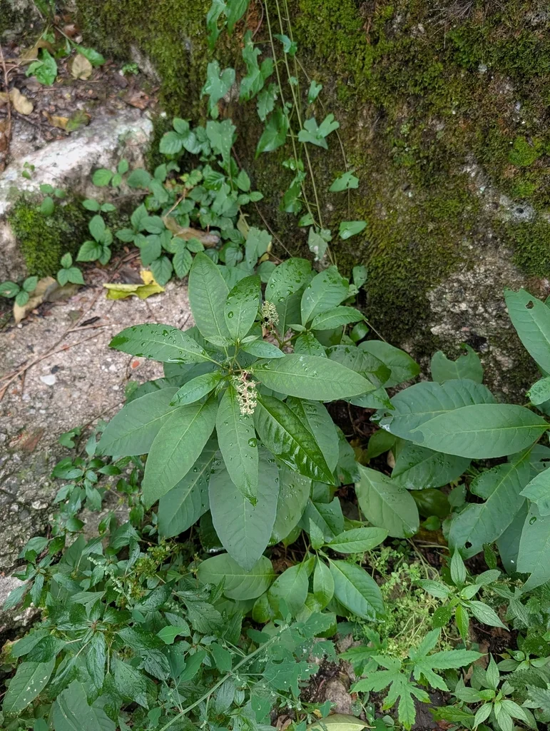 Phytolacca Americana