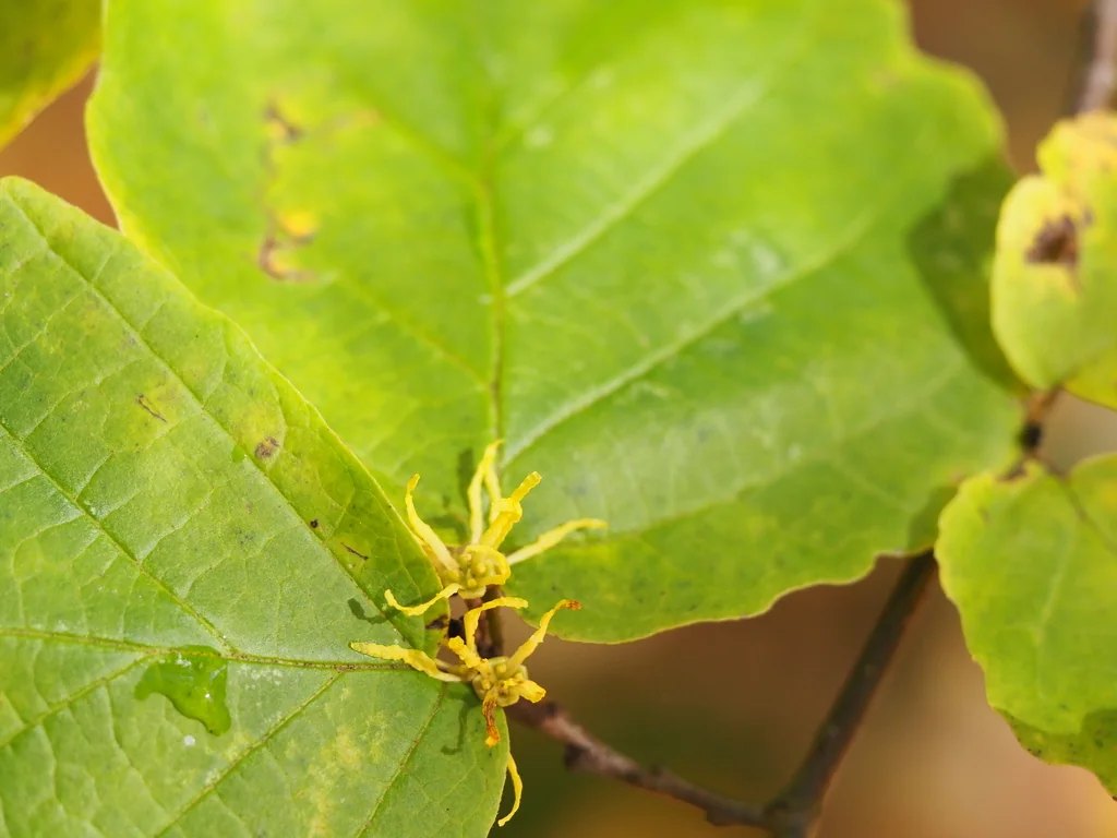 Hamamelis Virginiana