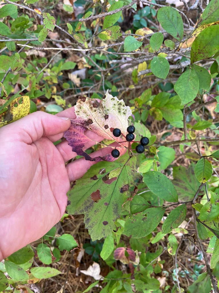 Viburnum Acerifolium