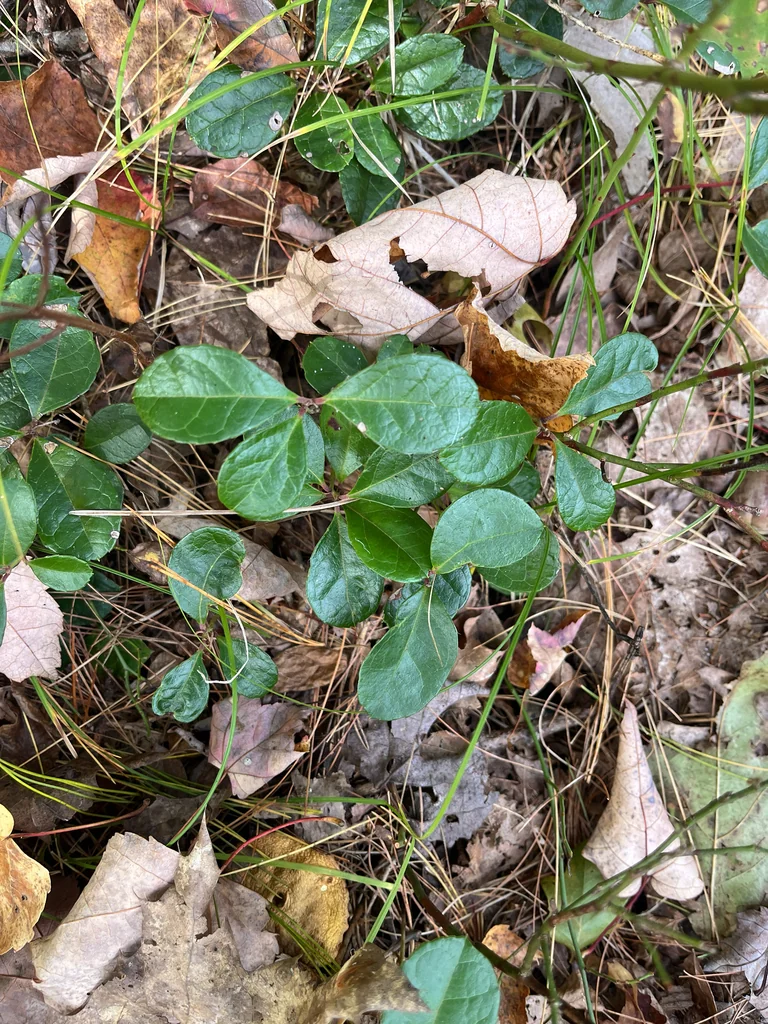 Gaultheria Procumbens