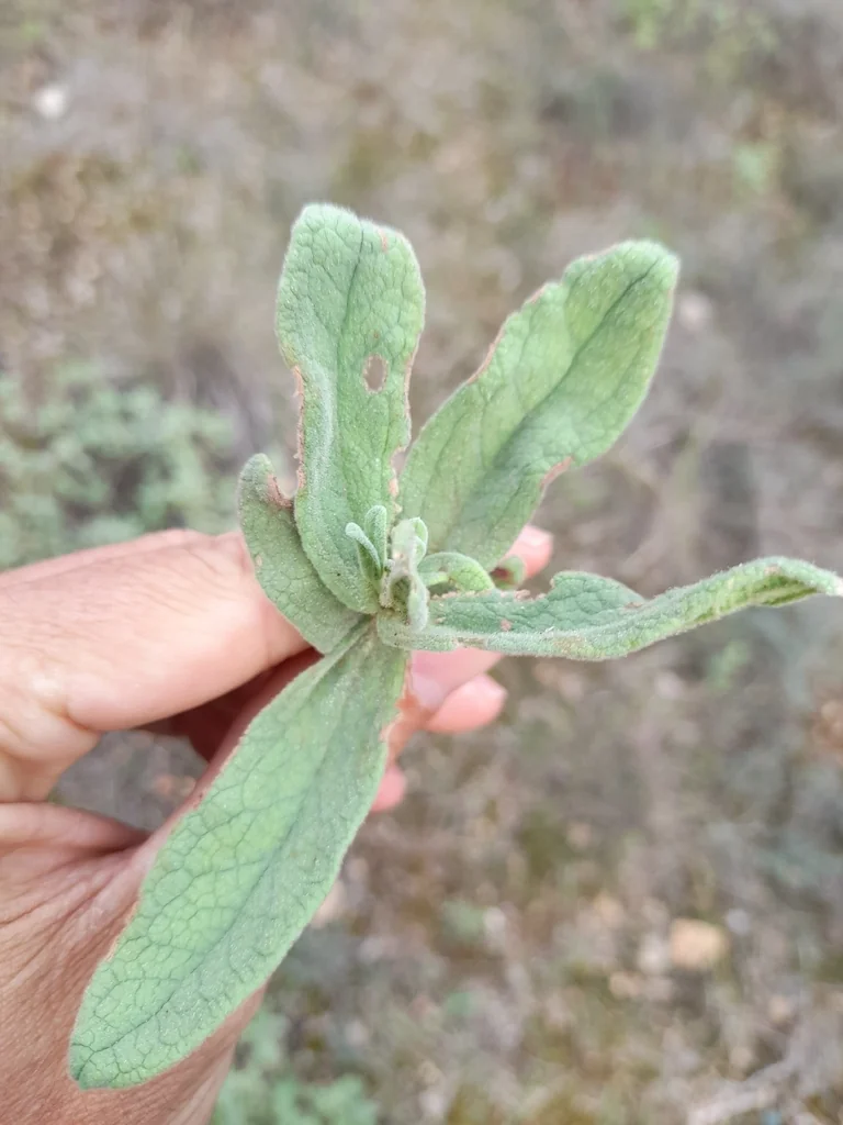 Cistus Albidus