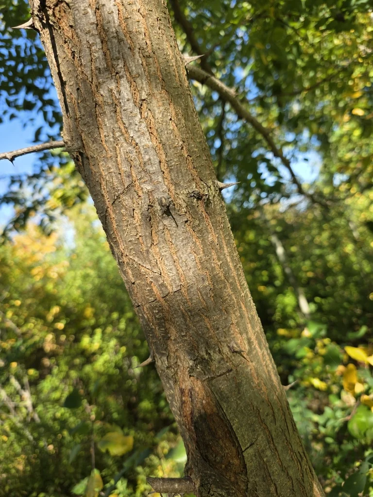 Robinia Pseudoacacia