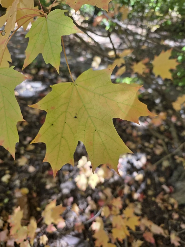 Acer Saccharum