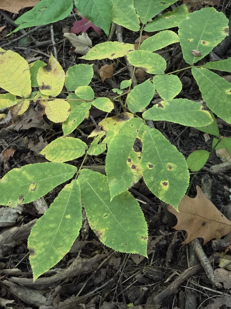 Carya Ovata