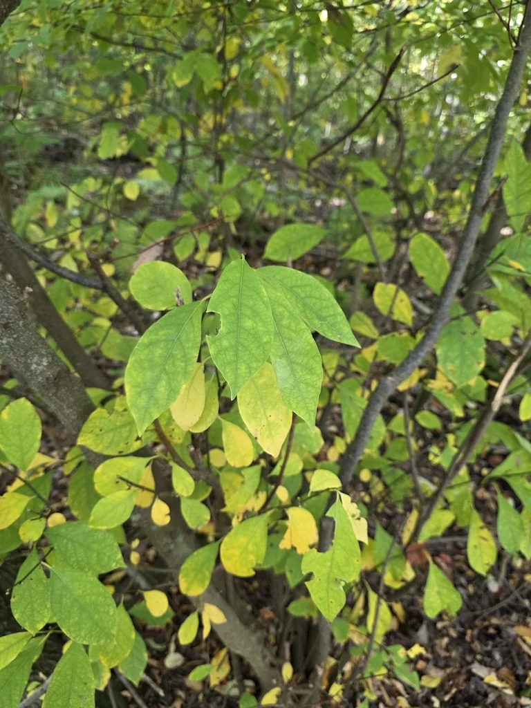Lindera Benzoin