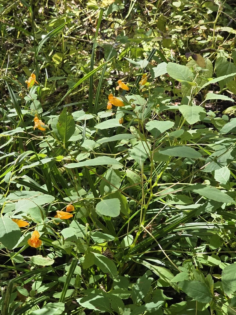 Impatiens Capensis