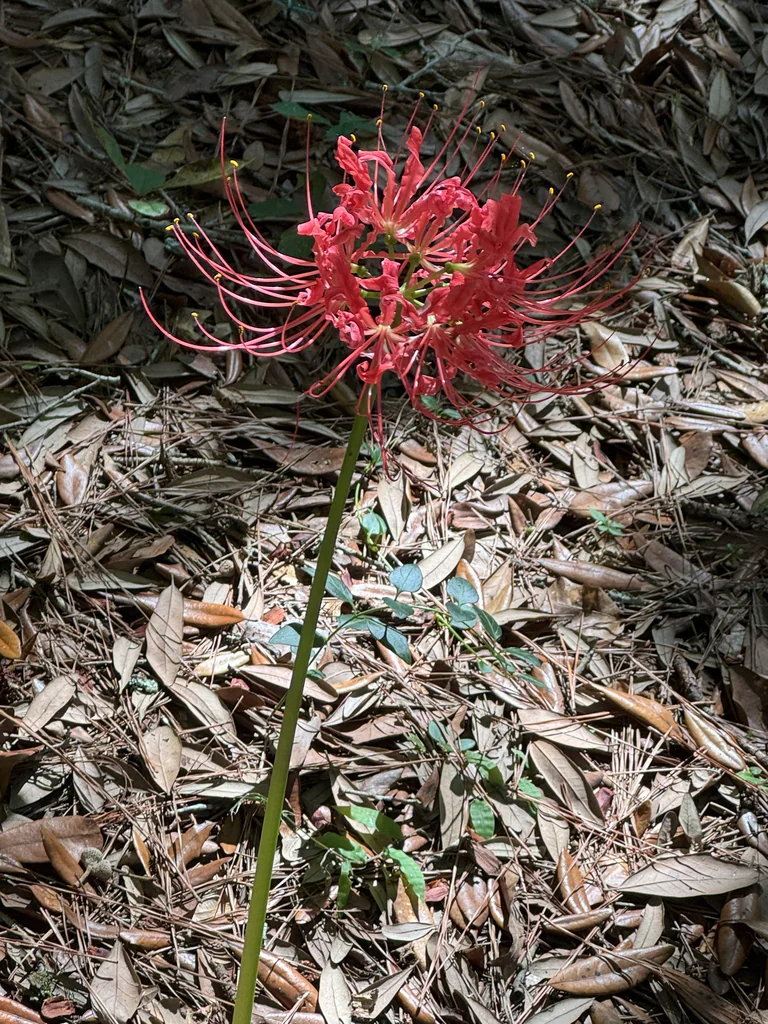 Lycoris Radiata