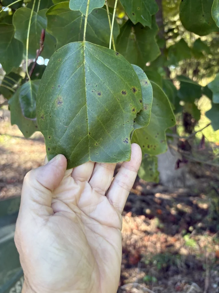 Liriodendron Tulipifera
