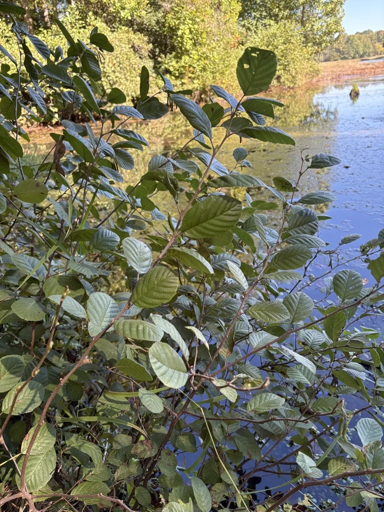 Alnus Serrulata