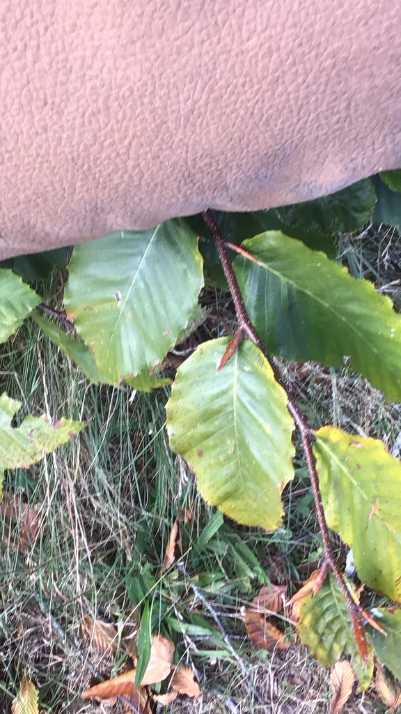 Fagus grandifolia