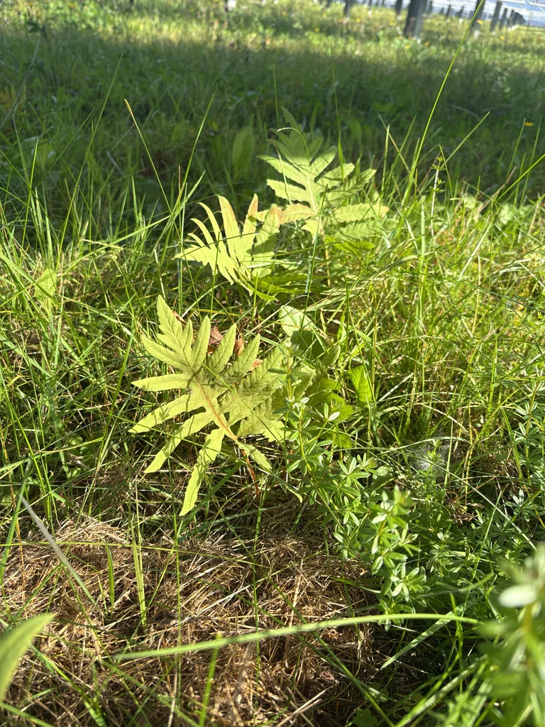 Onoclea Sensibilis