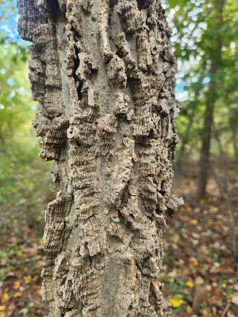 Celtis Occidentalis
