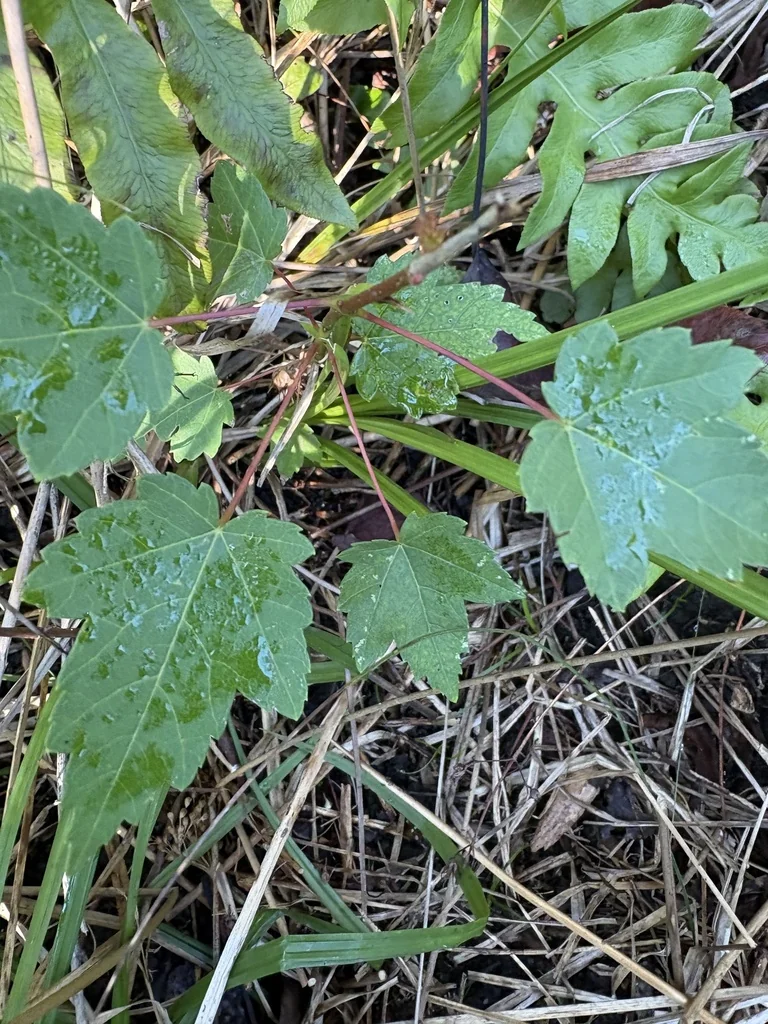 Acer Rubrum