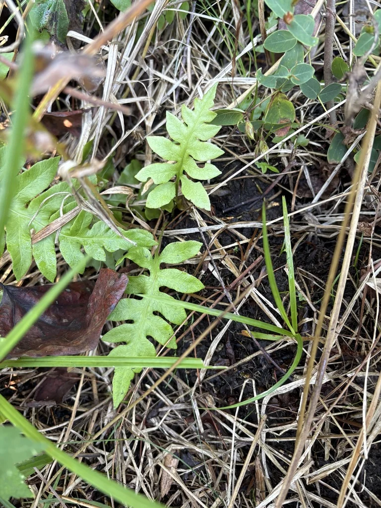 Woodwardia Areolata