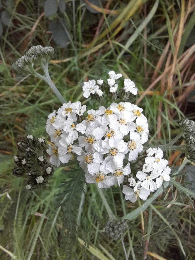 Achillea Millefolium