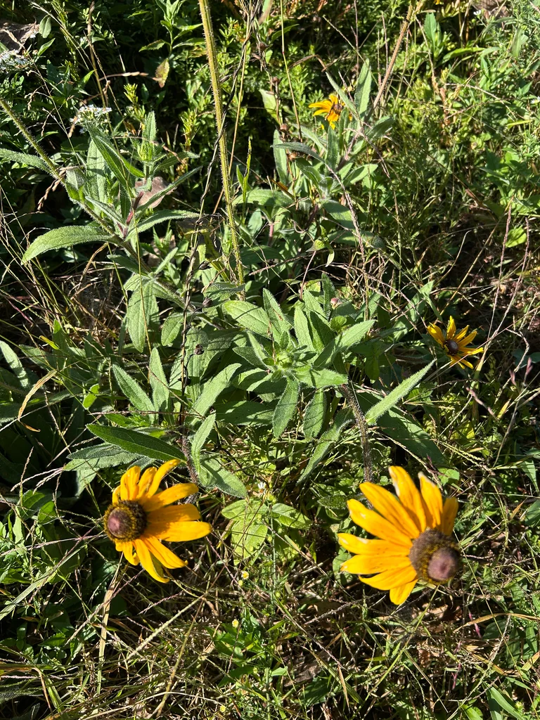 Rudbeckia Hirta