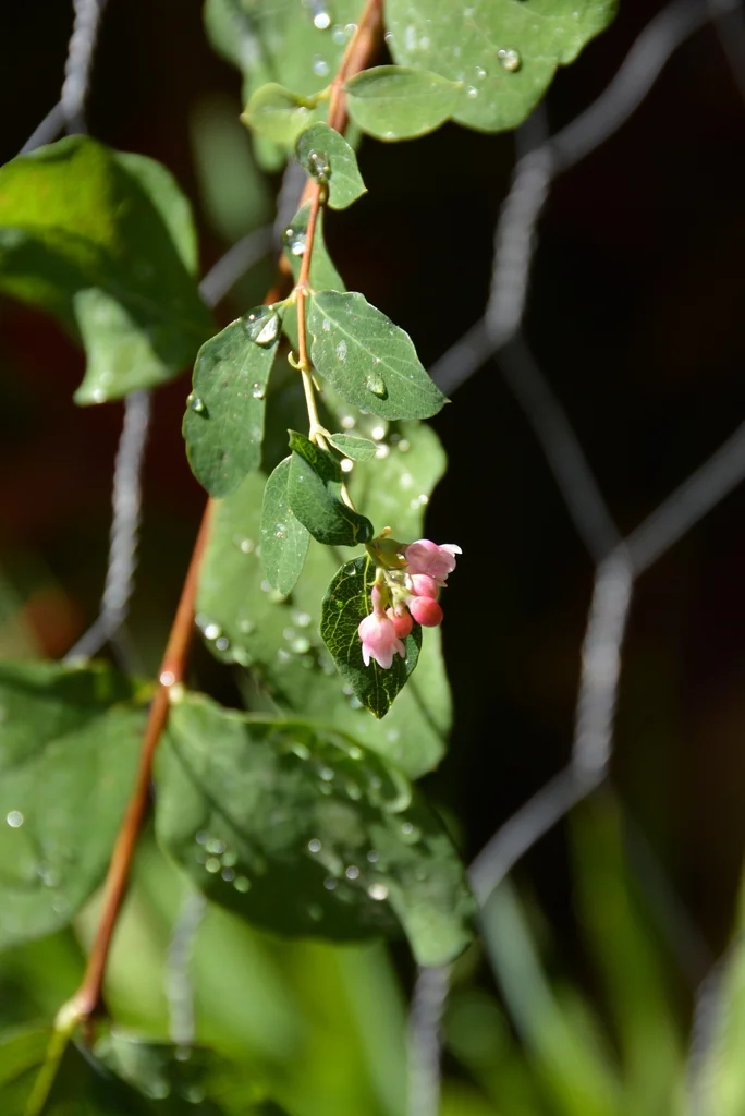 Symphoricarpos Albus