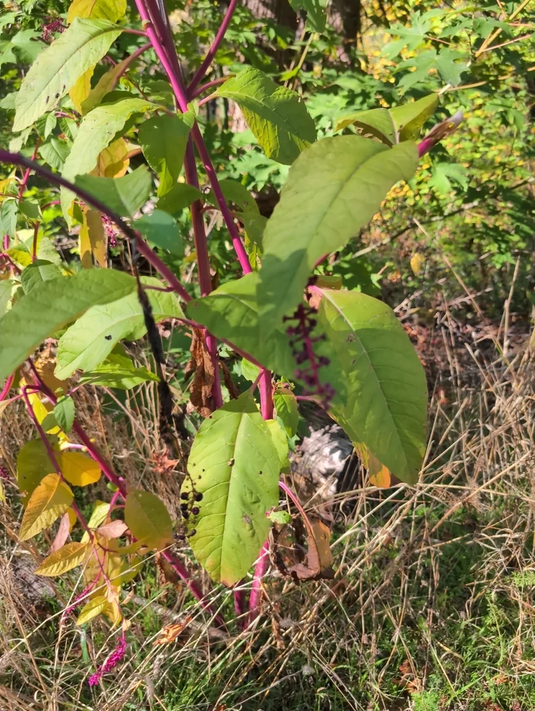 Phytolacca Americana