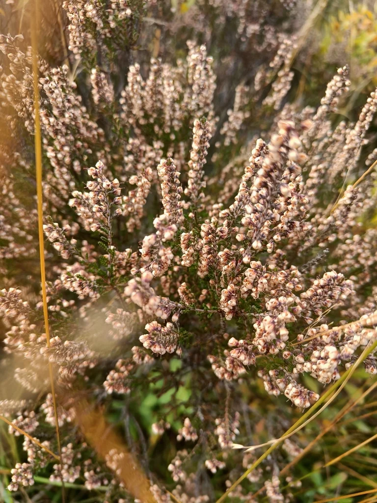 Calluna Vulgaris