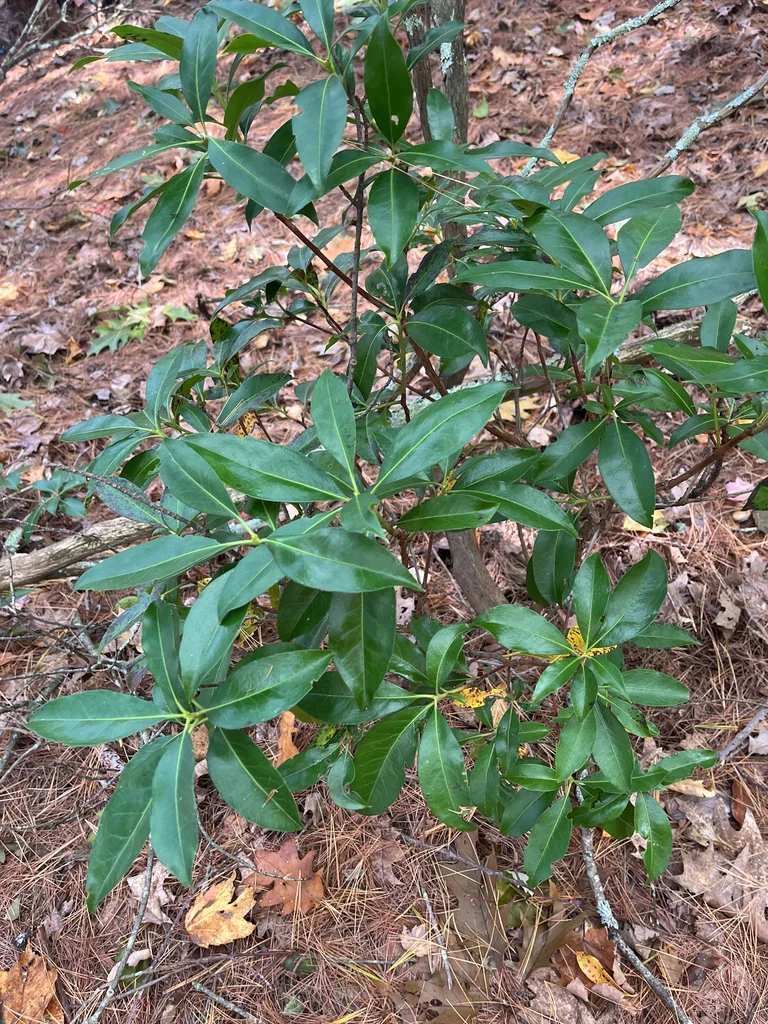 Kalmia Latifolia