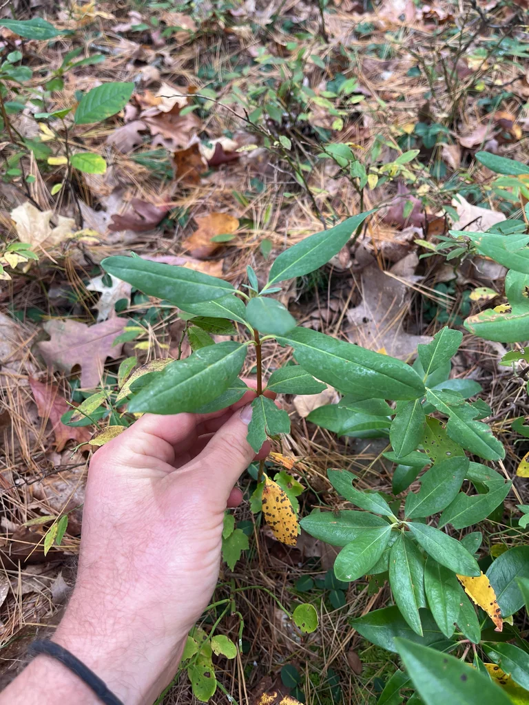 Kalmia Angustifolia