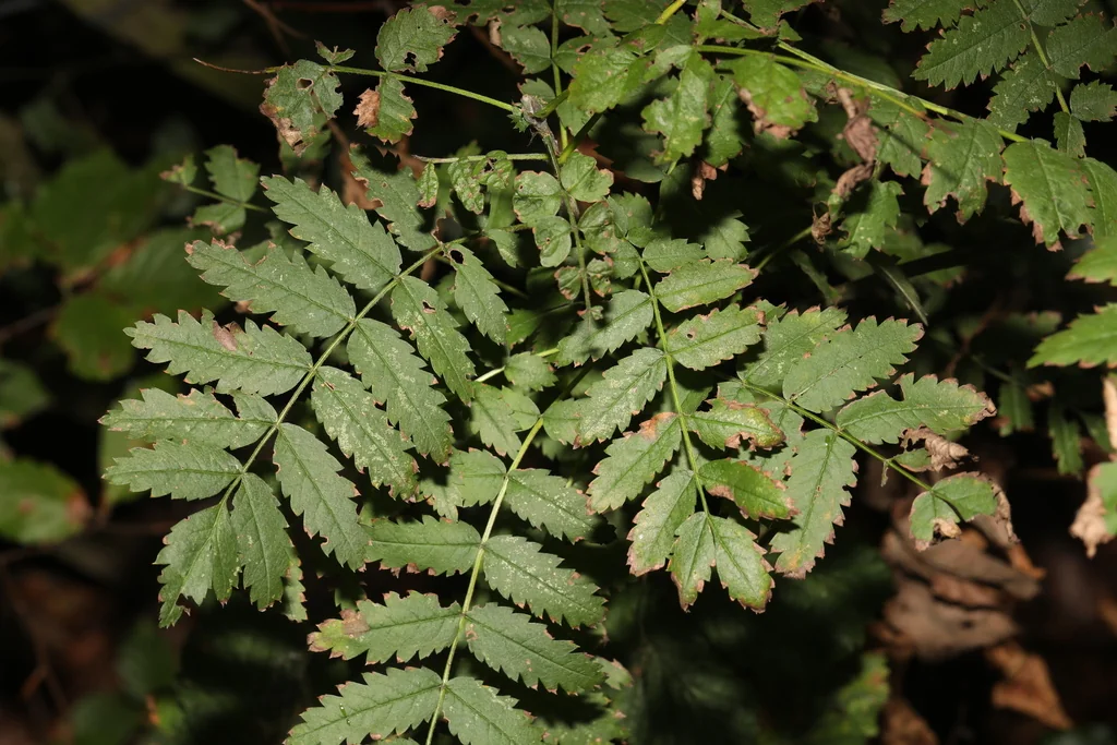 Sorbus Aucuparia