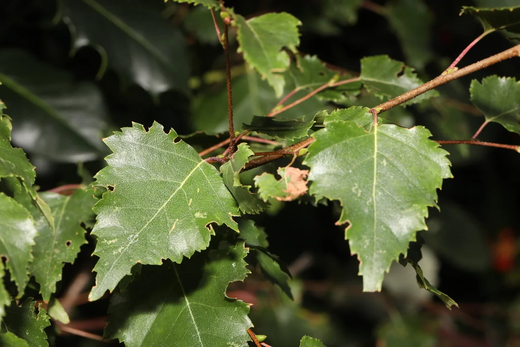 Betula Pendula
