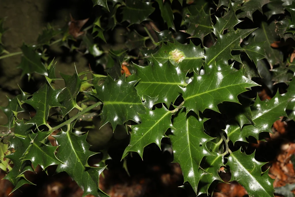 Ilex Aquifolium
