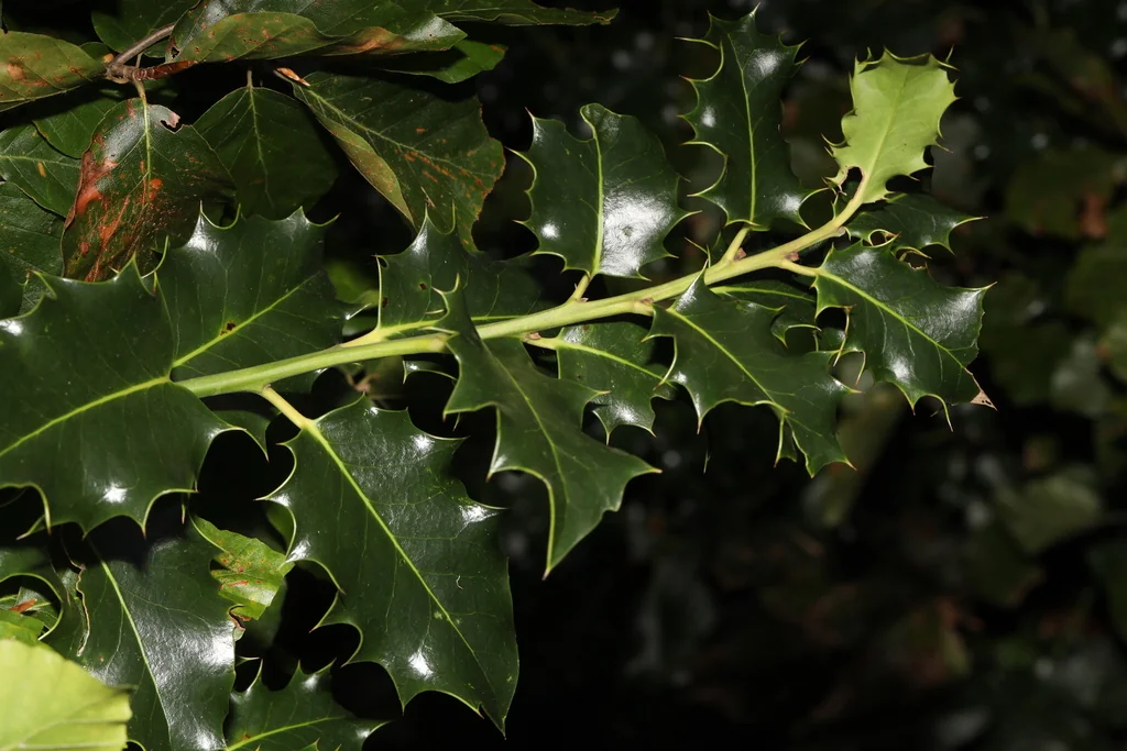 Ilex Aquifolium