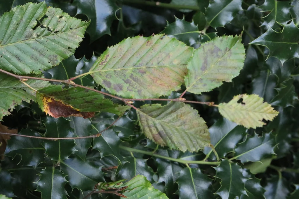 Carpinus Betulus