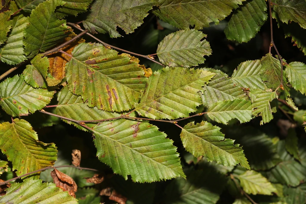 Carpinus Betulus