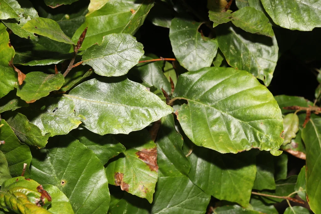 Fagus Sylvatica