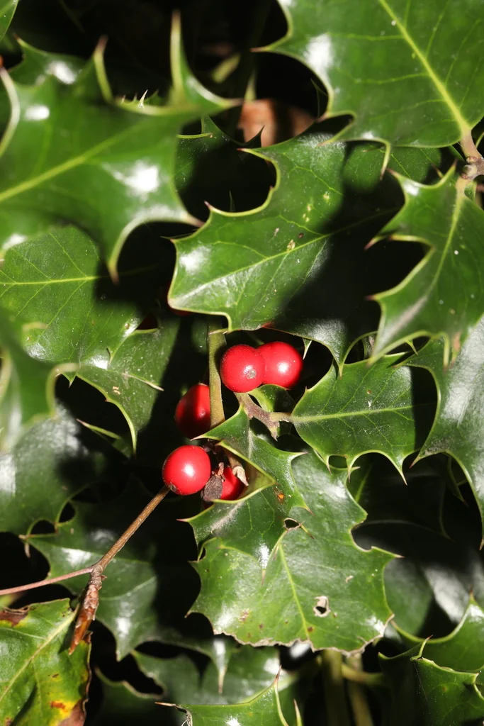 Ilex Aquifolium