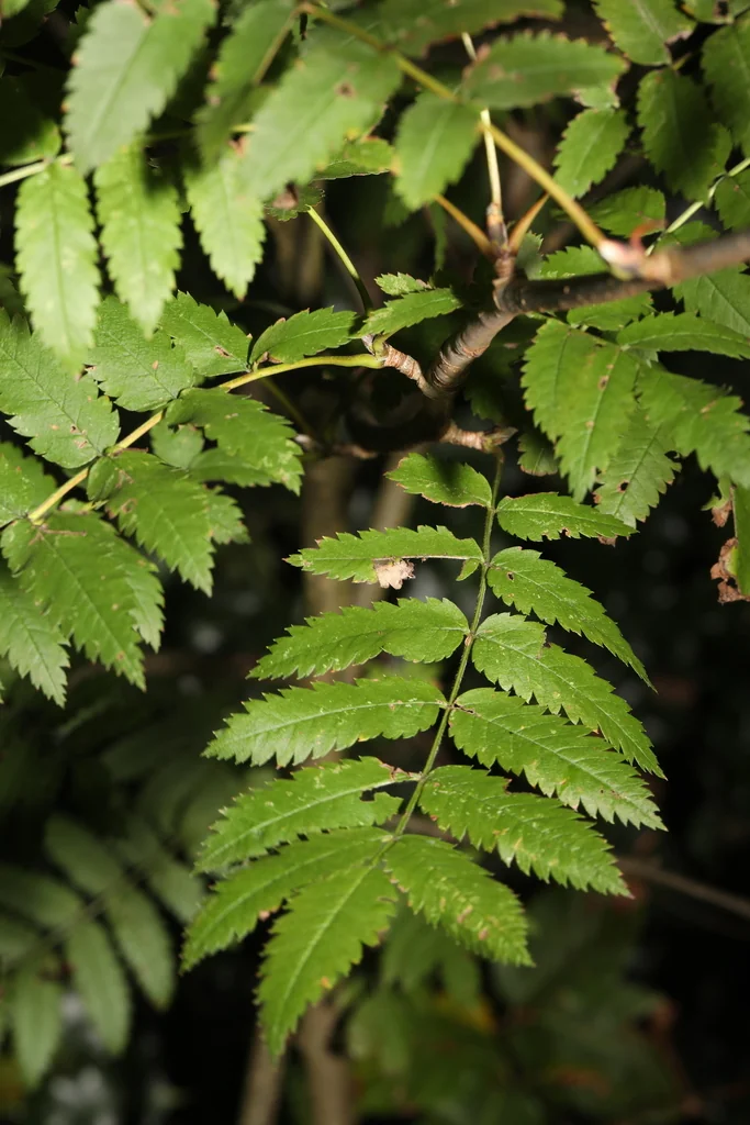 Sorbus Aucuparia
