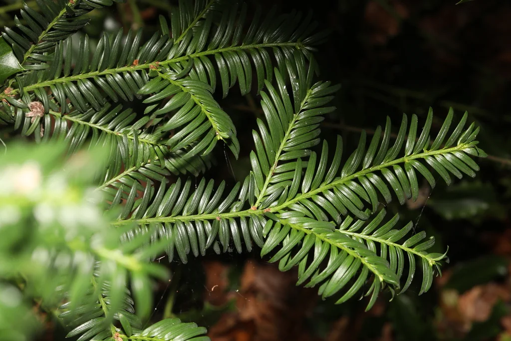 Taxus Baccata