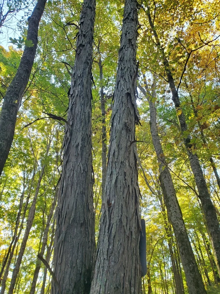 Carya Ovata