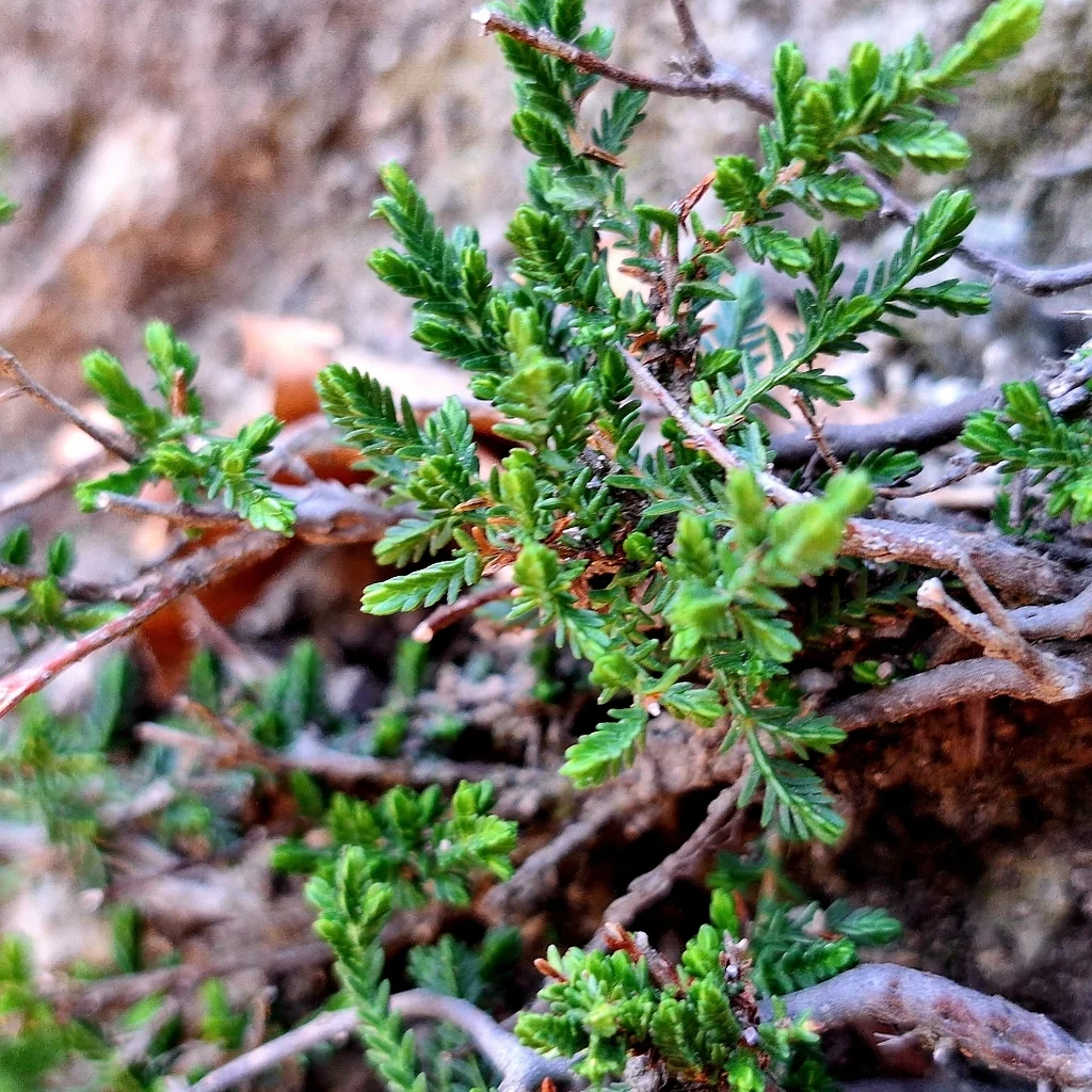 Calluna Vulgaris