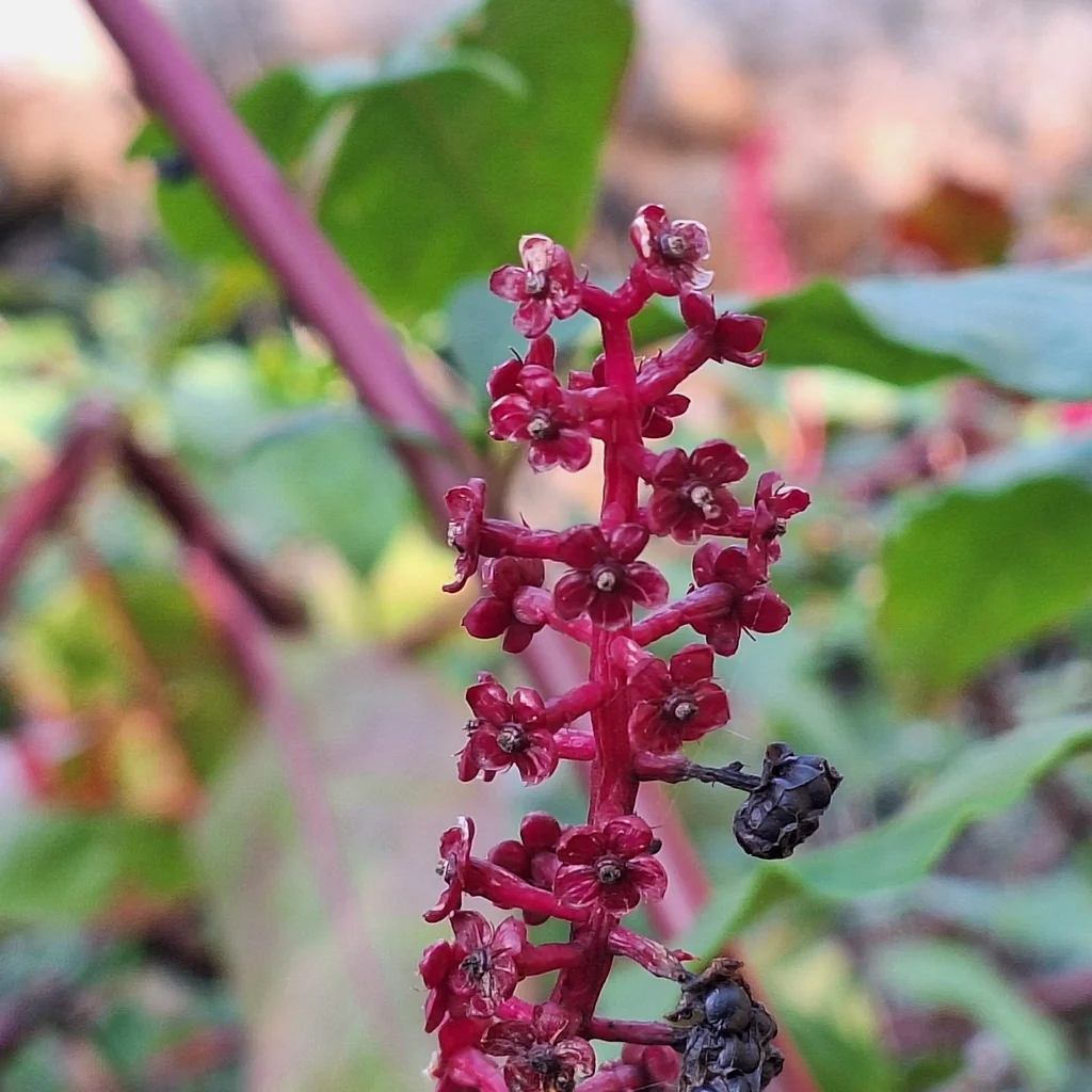 Phytolacca Americana