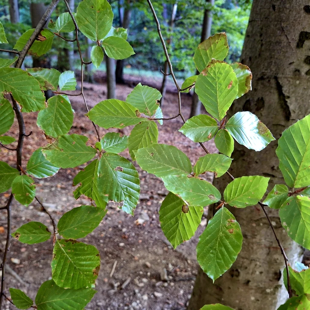 Fagus Sylvatica