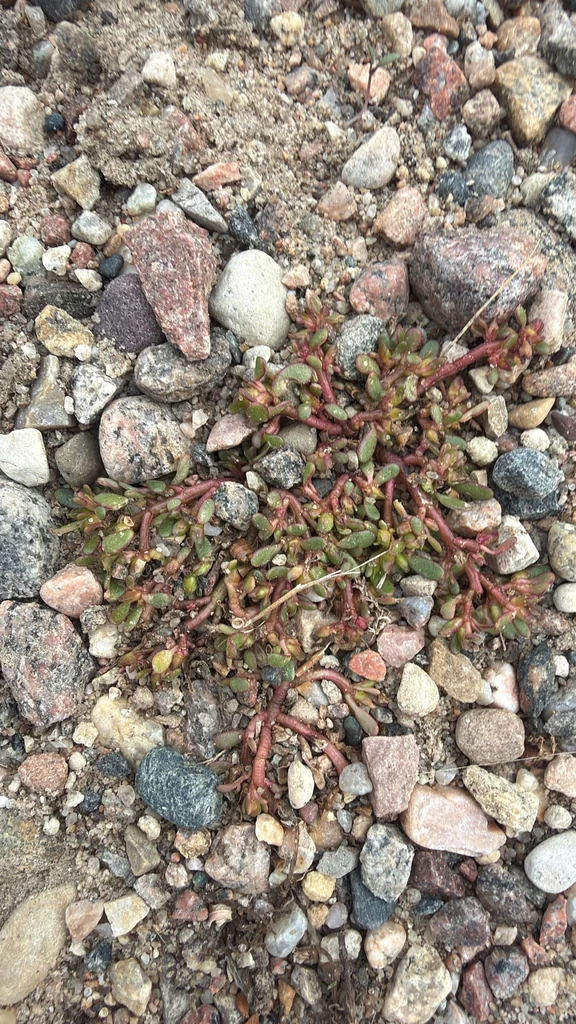 Portulaca oleracea
