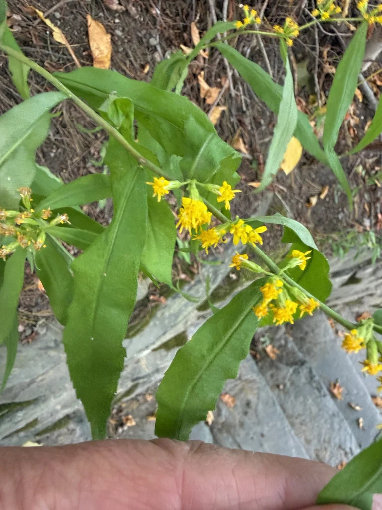 Solidago Caesia