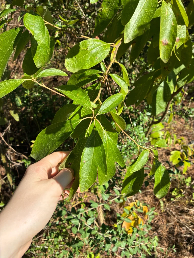 Sassafras Albidum