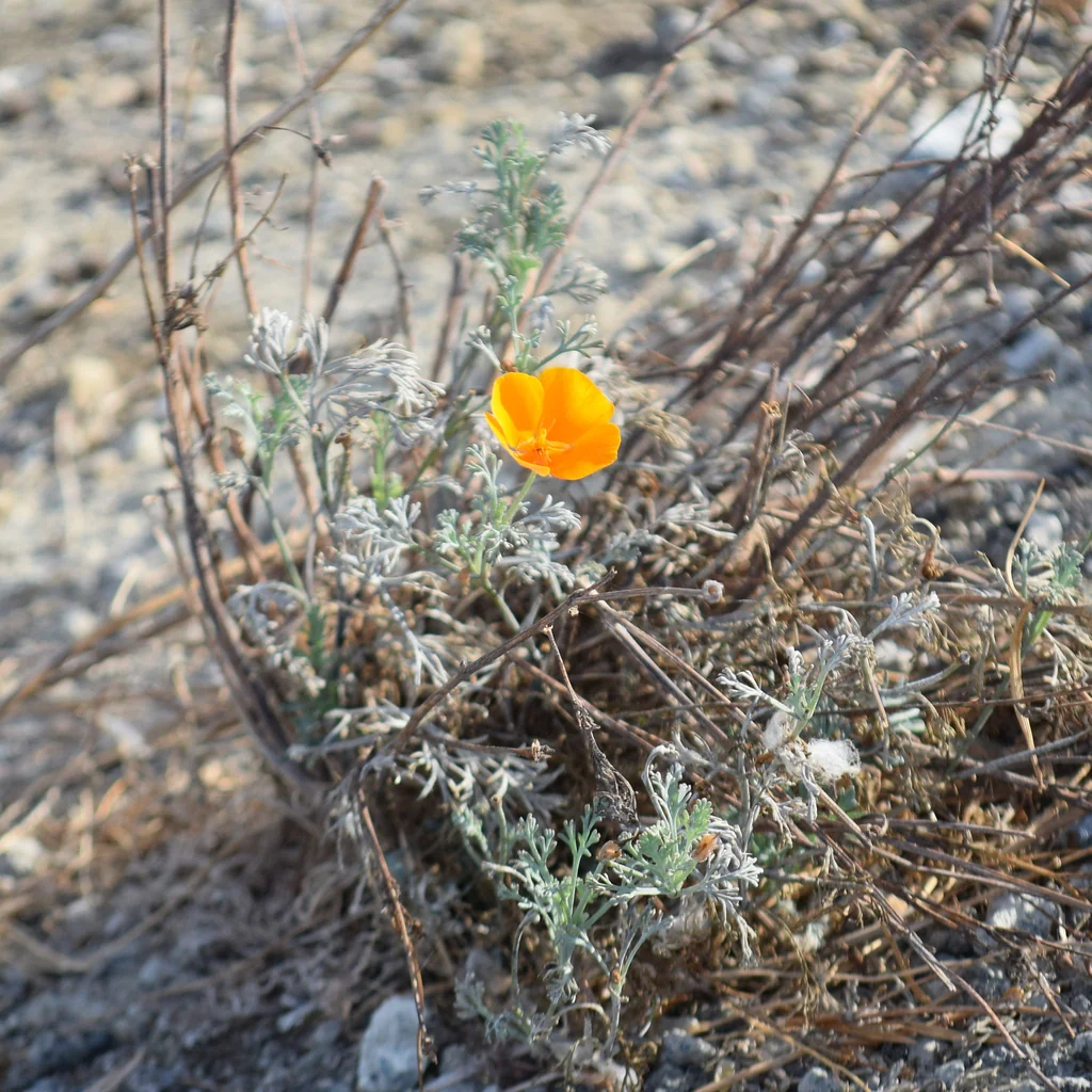 Eschscholzia Californica