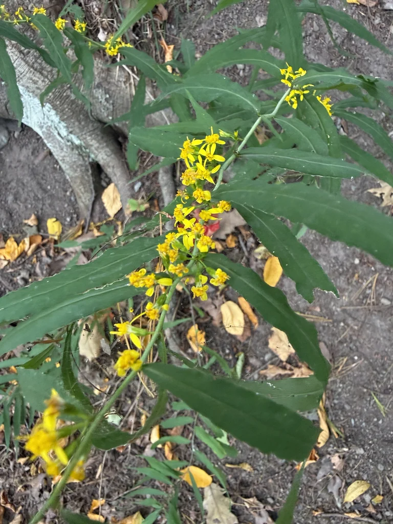 Solidago Caesia